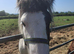 3 year old cob