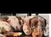 Miniature Dachshund puppy's for sale