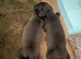 Two stunning male whippet puppies