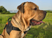 Scooby needs new forever home