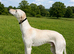 Saluki x lurcher