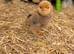Barbu D’uccles (booted bantam)
