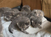 2 left out of our 7 beautiful blue and white kittens