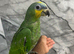 Friendly Baby Hadnd-Rearing Super Tame Cuddly Orange Wing Amazon Parrot,27