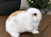 Minilop bunnies