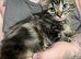 4 kittens for sale