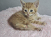 Gorgeous kittens