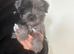Beautiful Toy Jackapoo