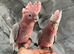 Friendly Baby Handreared Super Tame Cuddly Galah Cockatoo Parrot,12