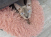 Sphynx girl with amazing blue eyes 2.5y/o