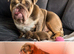 Pedigree English bulldog puppies