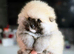 Miniature Teddy bear Pomeranian