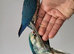 Handreared Tame Baby Violet and Blue Conure babies