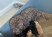 Cockapoo puppies