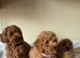 Cavachon x toy poodle puppies