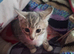 2 beautiful bengal cross girl kittens available now