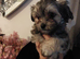 Maltese