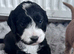 Cockapoo puppies