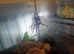 Tiger rump tarantula