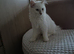 Ready now Rare active fawn point boy