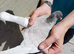 Racing Pigeon Hen Stunning