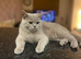 Beautiful British short hair cat