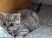 Pedigree British Shorthair kittens