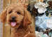 Toy poodle for stud