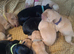 Labrador puppies