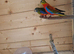 Neophema splendida parakeet