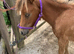 Pretty chestnut Shetland