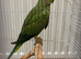 Male Indian ring neck