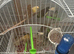 Canaries for sale