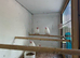 White Java finch