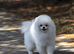 7-month-old Pomeranian boy looking for his loving new home.