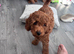 Cockapoo puppies