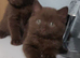 British shorthair kittens