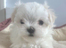 Maltese Korean Mini