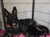 German Shepherd Puppies for sale.