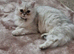 Rubi &ndash; Beautiful Persian Cat for Sale