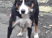Border Collie Pups