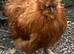 Silkie chicks available