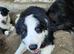 Beautiful BC pups ready now!