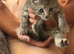 British shorthair kittens