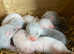Ferrets kits for sale ready April waiting list