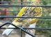 This year’s canaries