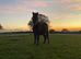 Dartmoor Hill pony for sale