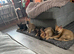 German shepard