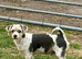 Neutered biewer boy