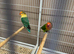Proven pair lovebirds
